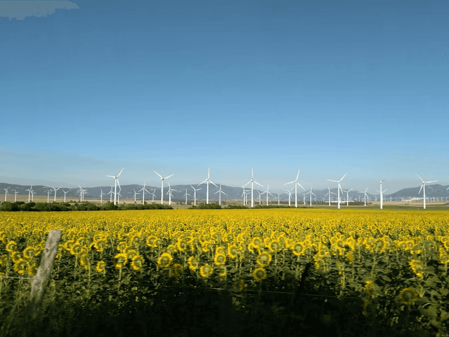 Girasoles y aerogeneradores en España